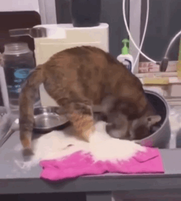 所以每当你做饭,它们总想进来瞅一眼: