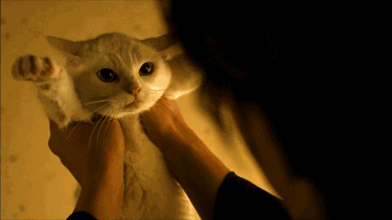 狗狗猫咪宠物控暖心搞笑的萌宠故事 ↓↓点击「阅读原文」,一大波萌