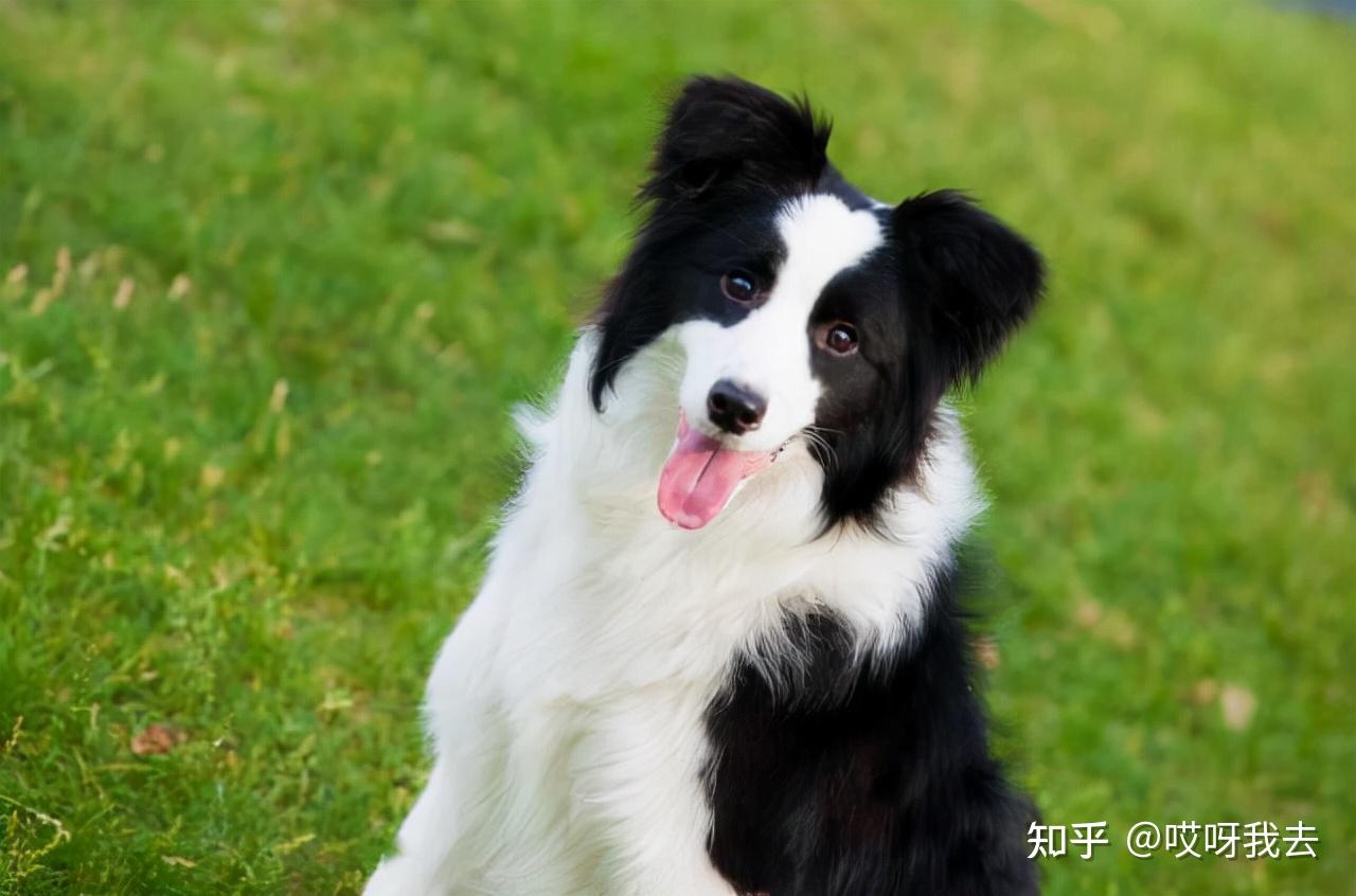 边境牧羊犬