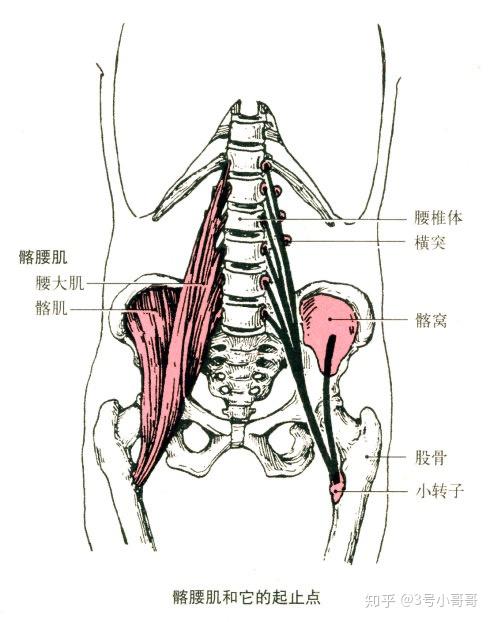 部位:脊柱两侧,由棘肌,最长肌和髂肋肌三部分组成 起点:骶骨背面,髂嵴