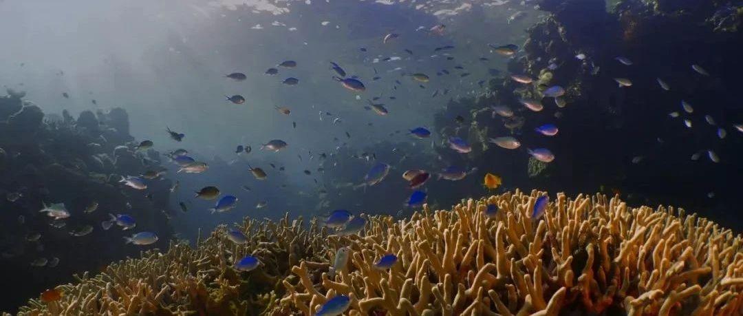 跟bbc抢饭碗,netflix最新自然纪录片曝光野生动物泡妞