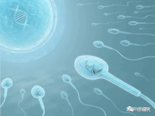 【体外受精精子能保持多长时间】