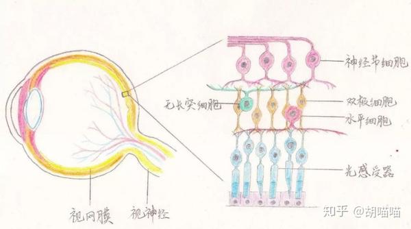 视网膜的结构| 图源网络