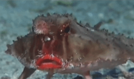 丑也应该有特色, 深海里瞎鸡巴长得不算, 那就应该是它-- 达氏蝙蝠鱼