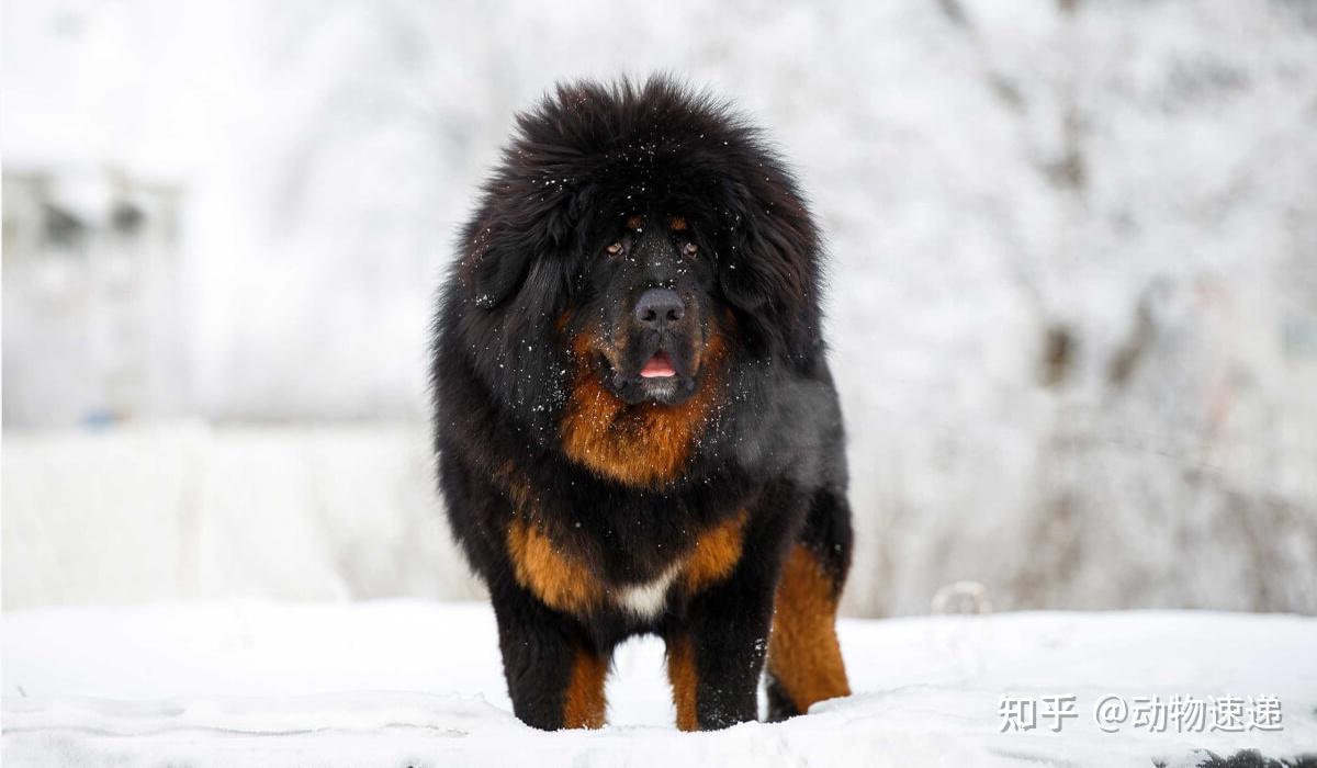 被低估的"家养猛兽",藏獒一直都能斗狼,斗熊,斗雪豹