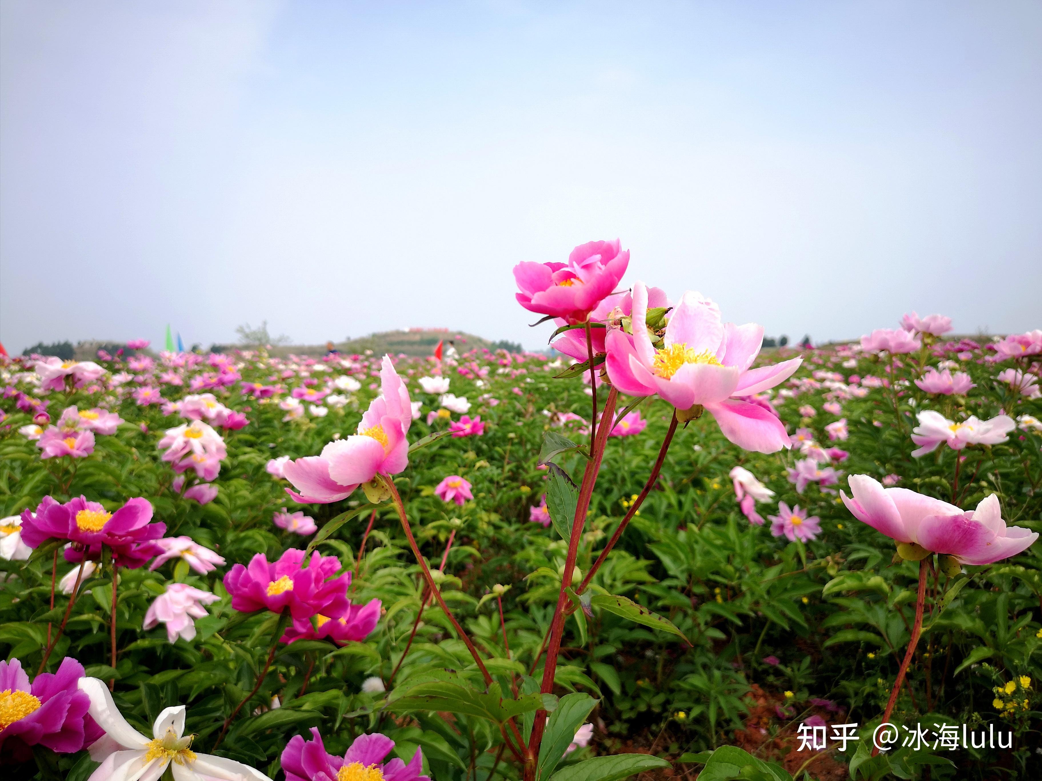在成都市金堂县广兴镇"花田广兴"旅游景区芍药博览园,千亩芍药花竞相