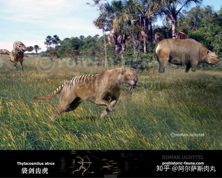 袋剑齿虎丨类剑齿虎篇