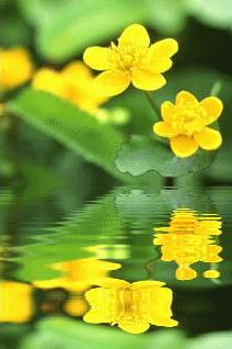 水中倒映 (1) 夜光朦胧(以下继续全部是 gif 动态图:)花,露珠【静态图