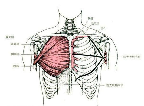 起点:锁骨内侧半,胸骨前面和第1～6肋软骨以及腹直肌鞘前壁上部.