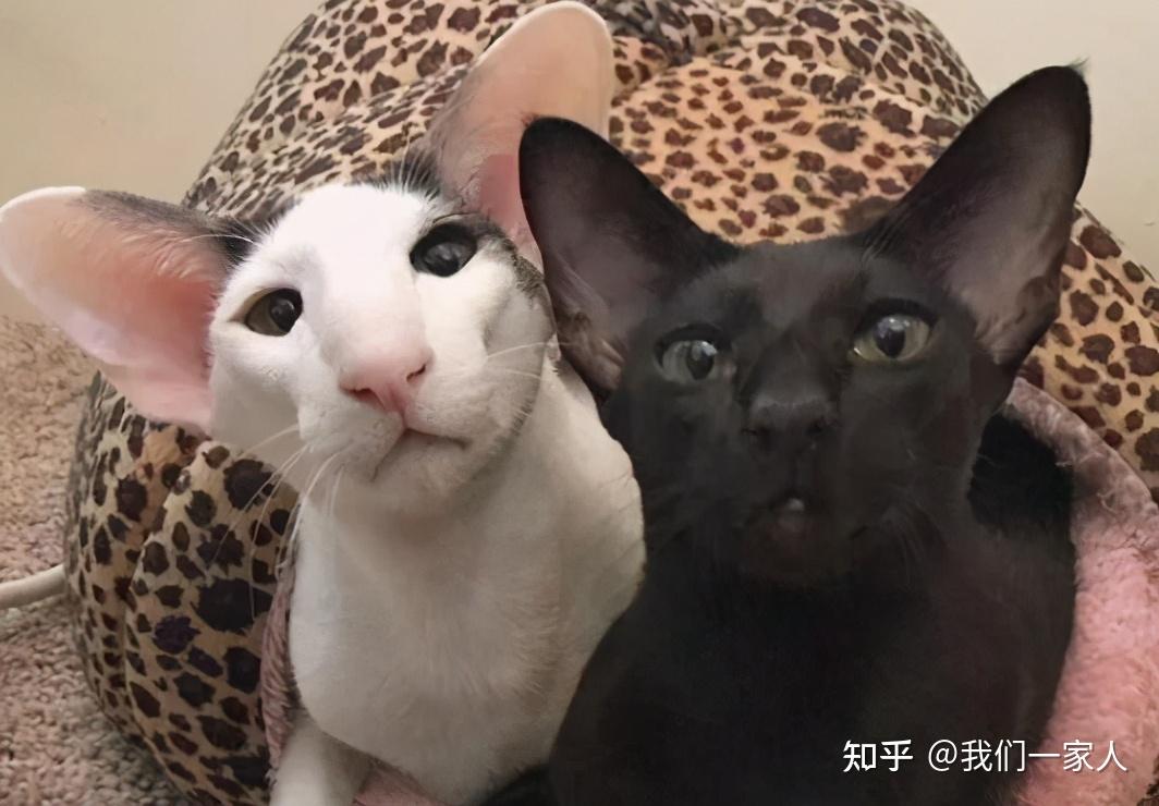 3,东方短毛猫