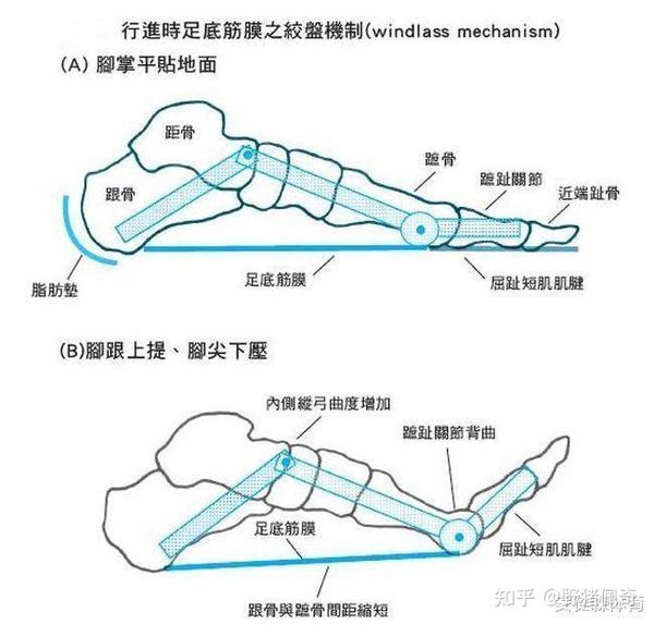 教你正确的走路姿势