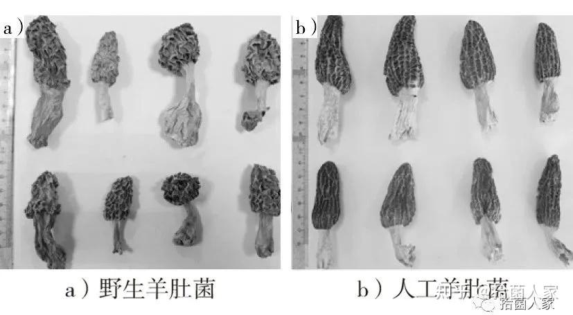 野生菌科普现在开始重识羊肚菌