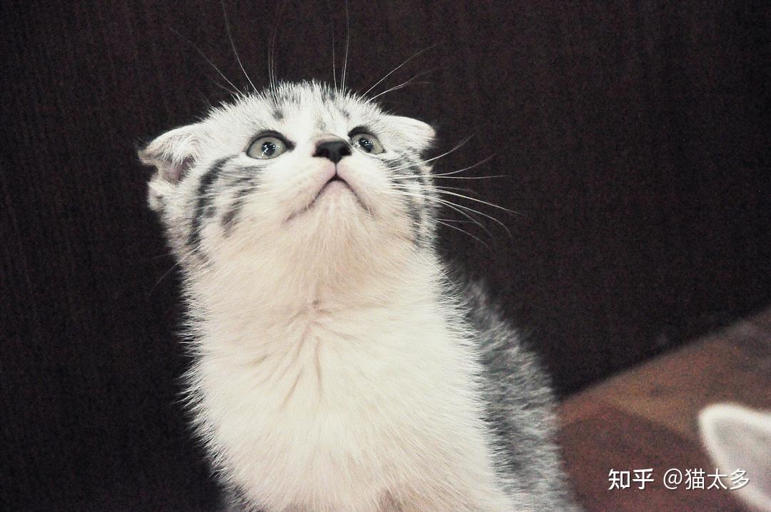 苏格兰猫咪图片,苏格兰猫高清壁纸