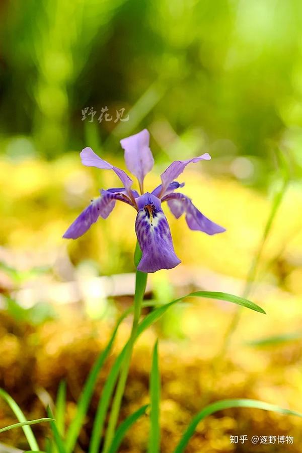 高山上的彩虹女神——鸢尾属iris