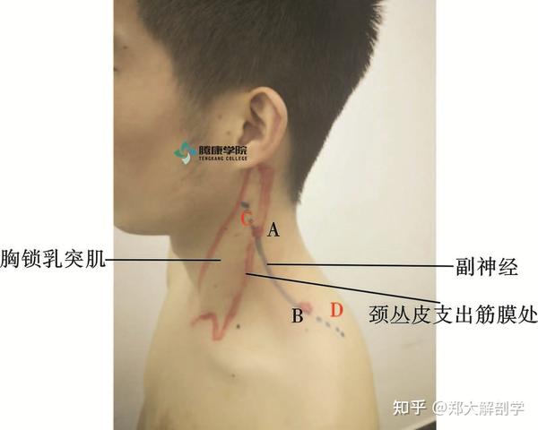 斜方肌前缘中点向后2厘米处