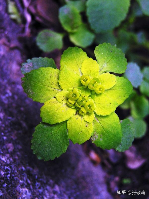 生态客分科识花图鉴27虎耳草科