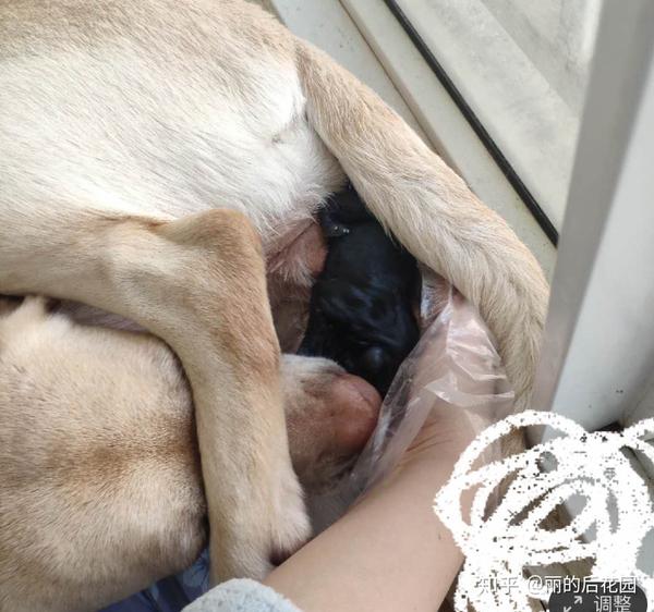 棉签,碘伏 :狗狗生产如果不会舔,自己手动帮他撕开胞衣,不会咬脐带,离