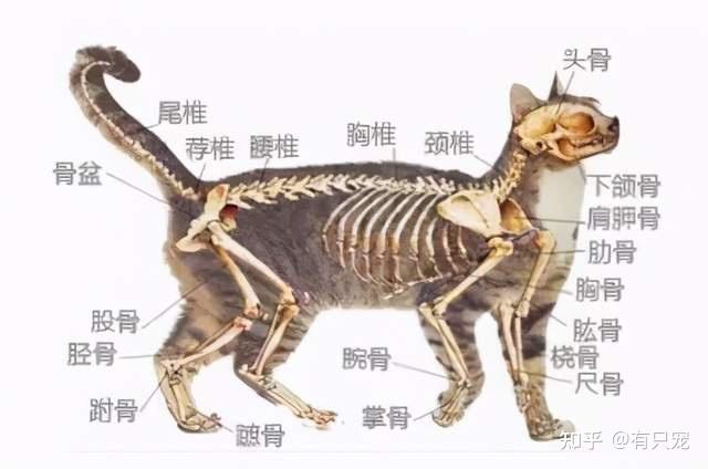 猫脊柱的构造使它们可以在任何一个方向上将它们的身体旋转180度.