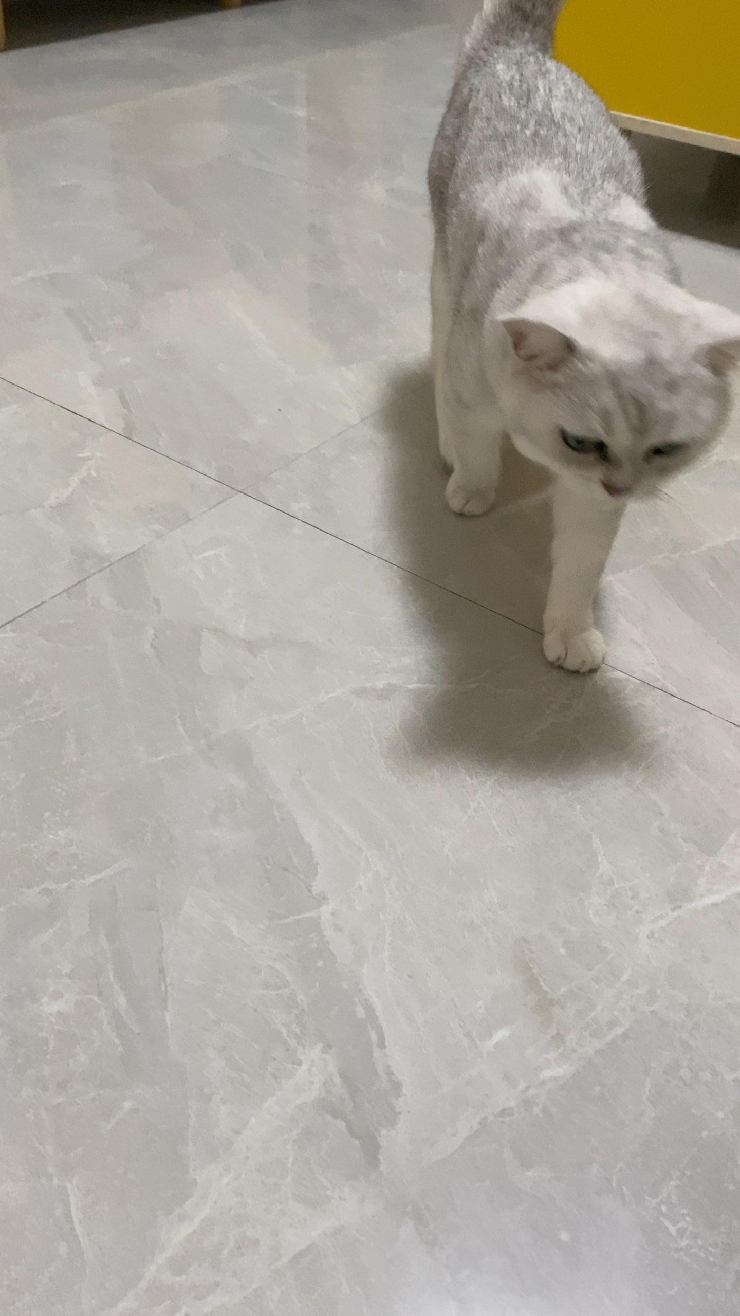 如何看待猫走路一瘸一拐?
