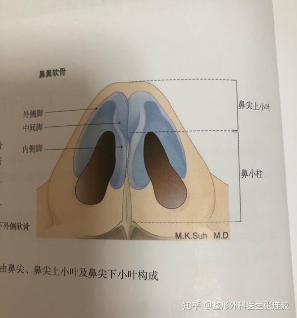 鼻整形基础解剖