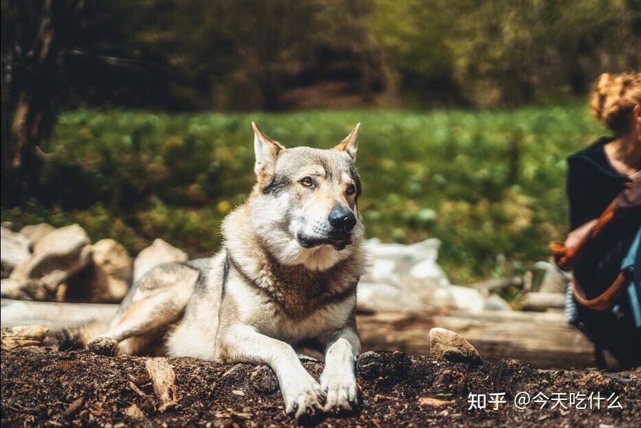 价格:1万~3万捷克狼犬是比哈士奇更接近狼的品种狗,不仅更有狼性,而且