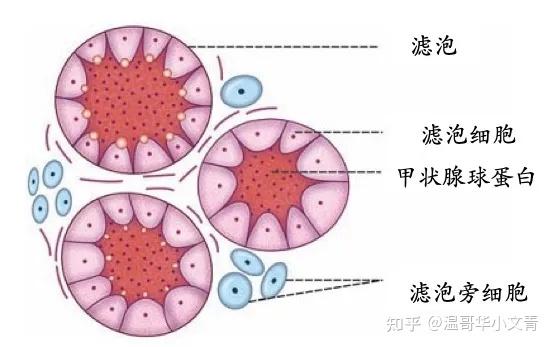 甲状腺球蛋白