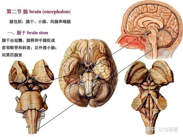 端脑,就是俗称的大脑.覆盖于脑干,间脑,小脑之上.