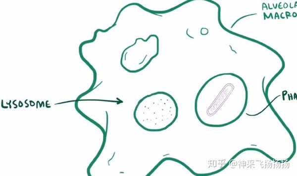 大部分情况下,吞噬细胞会将吞噬小体和溶酶体融合到一起,溶酶体中含有