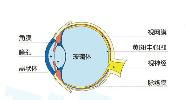 快收藏!这里有一个自测眼底健康的方法