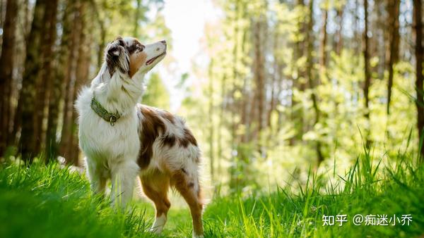 适合新手又被低估的宝藏犬种——迷你美国牧羊犬