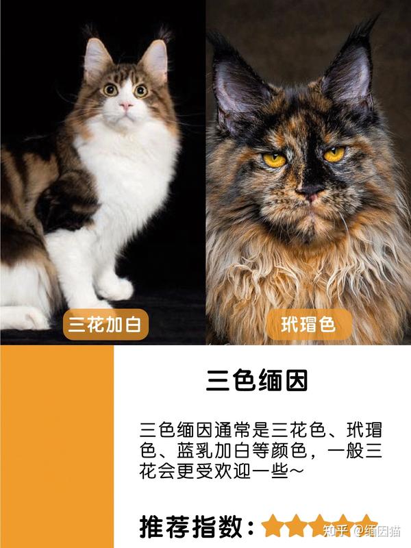 教你识别缅因猫的颜色区分养猫必看