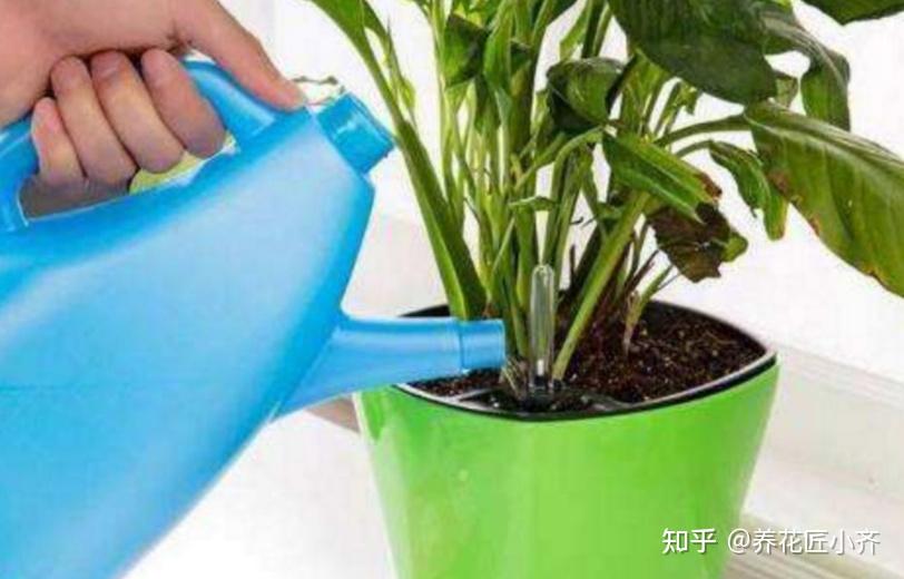今天就给大家分享一些养发财树的小技