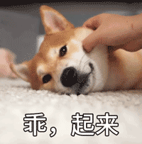 最喜欢小香猪系列