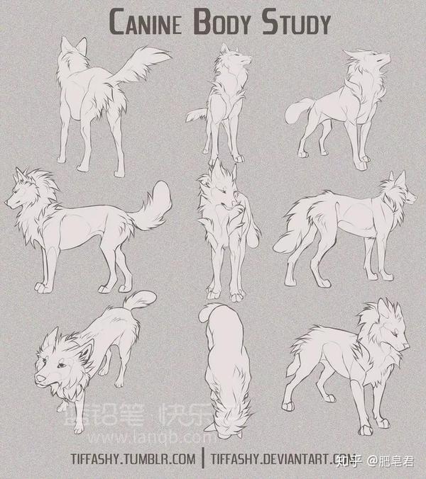 犬科动物绘制教程狼与狗的画法