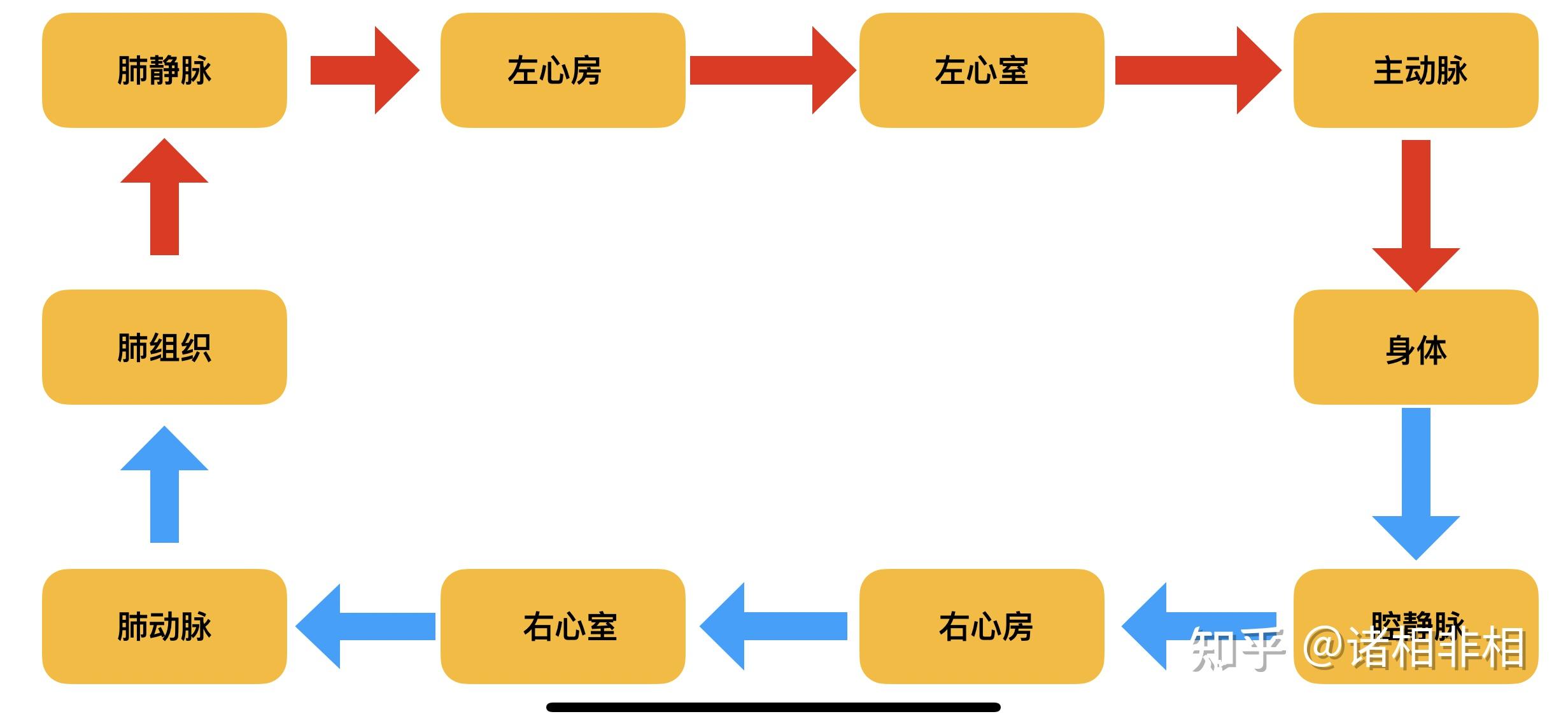 为什么左心衰时不是体循环淤血而是肺循环淤血?