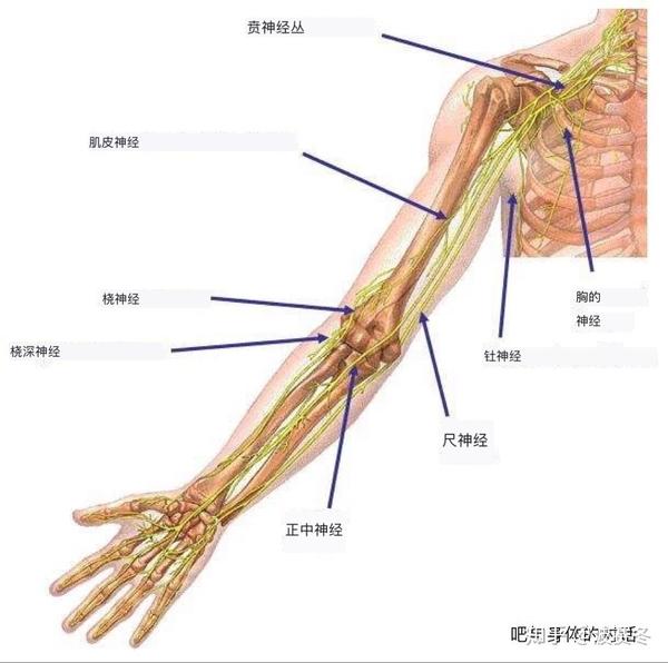 由颈c5～8与t1神经根组成,分支主要分布于上肢,有小分支分布到胸上肢