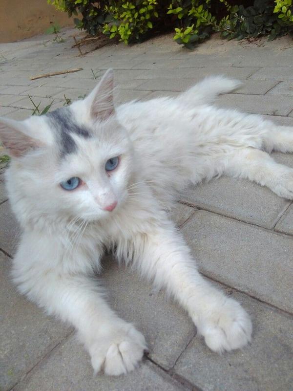 你拍过哪些好看的猫咪照片?