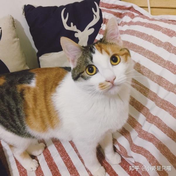 3,狸花猫