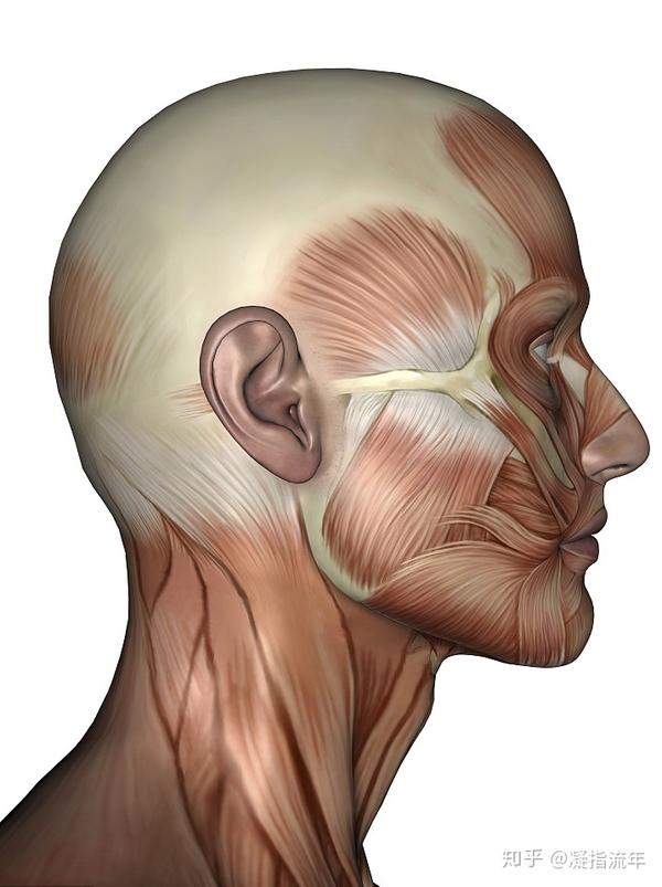 坚持学画人体结构之肌肉部分面肌