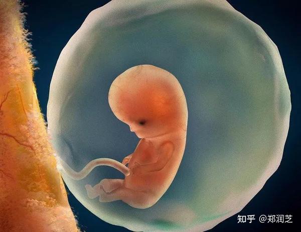 在胎儿长到6周大时,羊水的环境基本上就已经形成了,小小的宝贝就可以