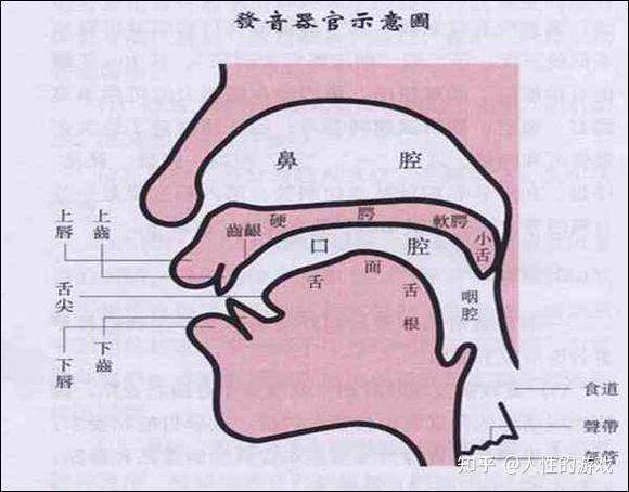 胸腔中的呼吸器官和喉构成的发声器官,以及这些器官形成的共鸣腔体