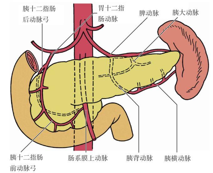第二节 胰十二指肠区的血管 - 胰十二指肠切除术