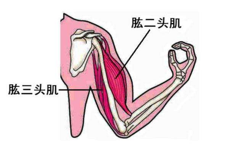 看这张解剖图,肱二头肌和肱三头肌起点在大臂的骨头(肱骨)或肩上