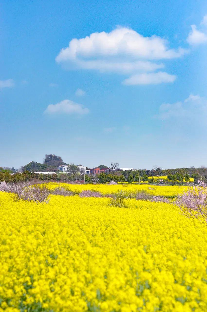中国最美的油菜花全在这里了我去过3个你呢