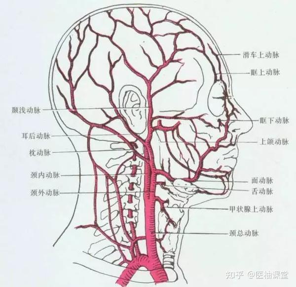 颈外动脉解剖示意图