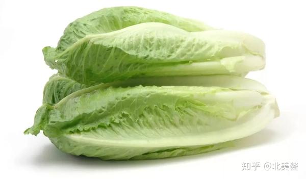 凯萨必备|romaine lettuce / coslettuce罗马莴苣