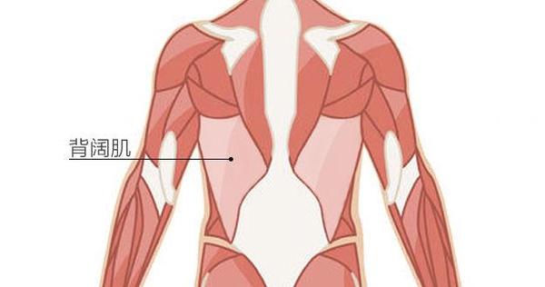 蝴蝶肌在人体肌肉名称里找不到,一般健身界的都认为是 背阔肌,也有人