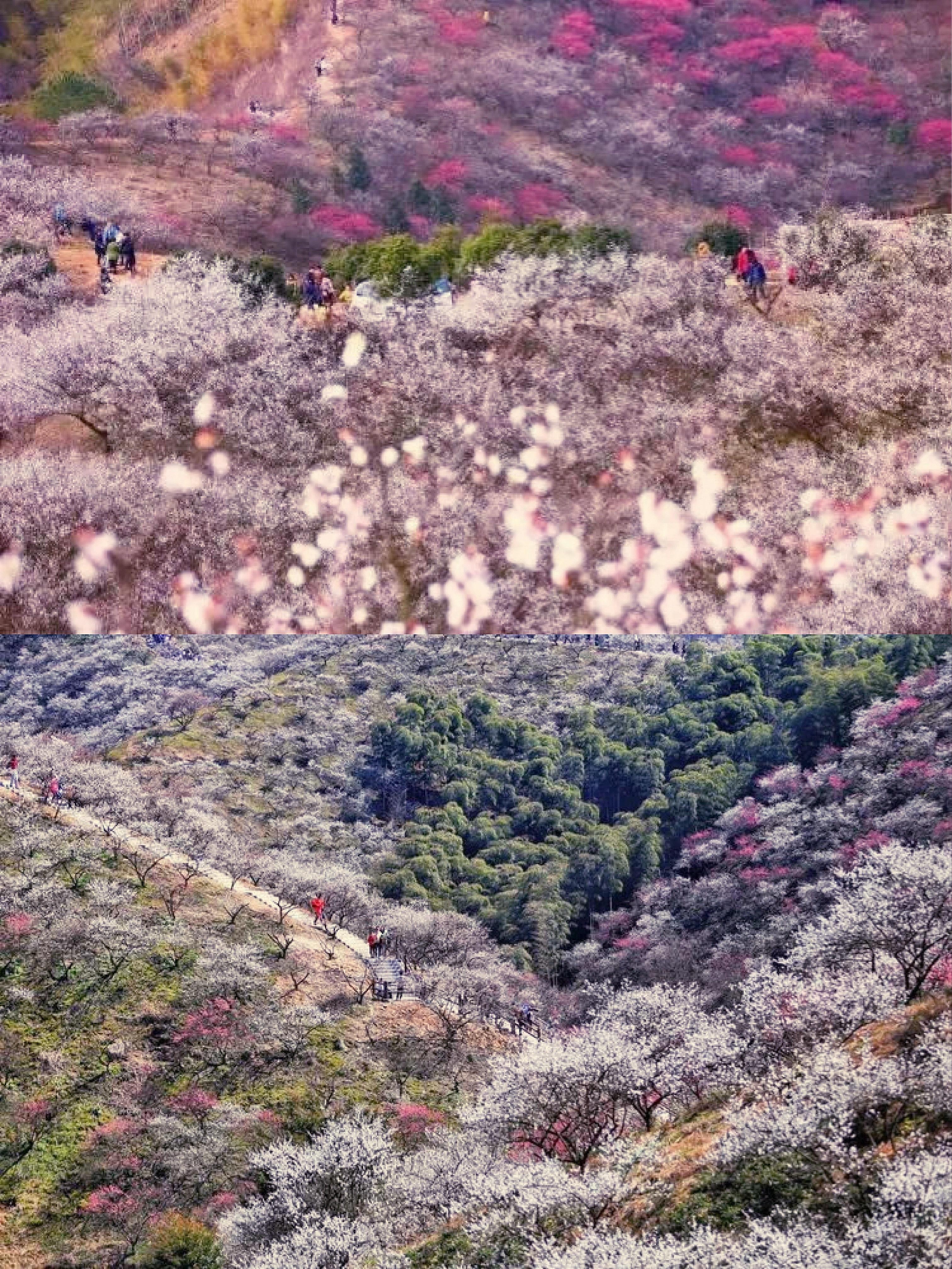 2021安吉三八女神节旅行景点特别活动盘点