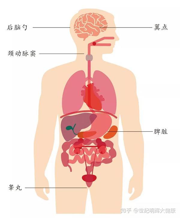 资深急诊专家:人体最致命的5个部位,教你危急时躲过一