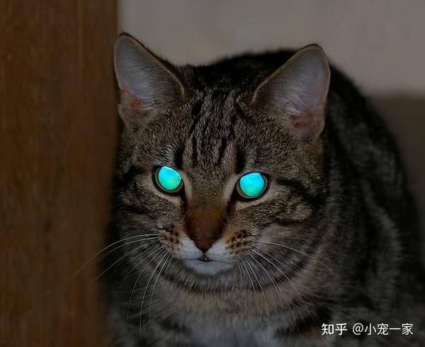 传说猫能看见脏东西猫咪视力有什么超能力